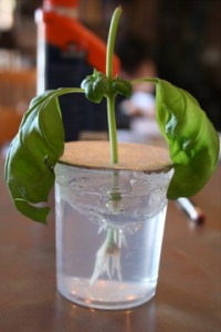 IMG_7045 Baby basil