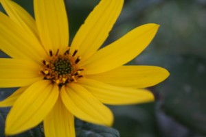 IMG_8375