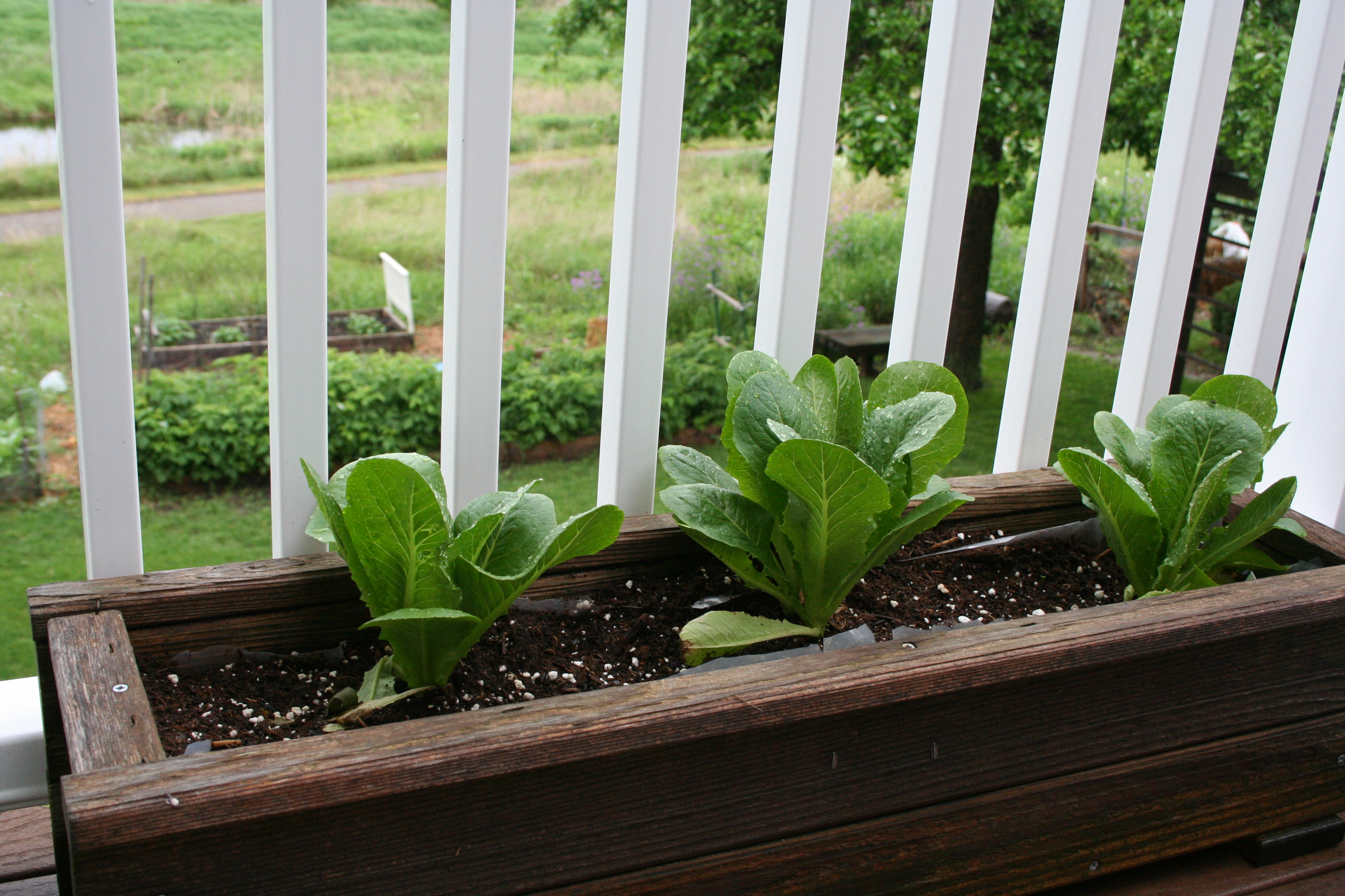 Deck Gardening