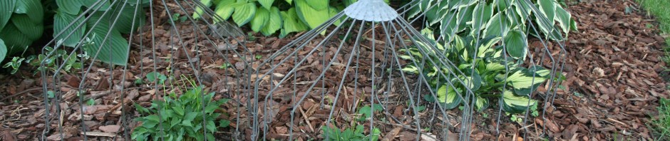 Wire cover to keep rabbits off hostas