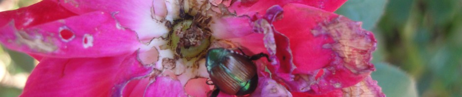Japanese beetle on rose