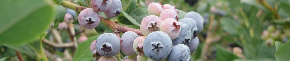 Blueberries