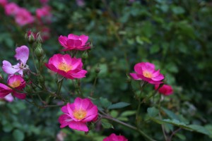 'Daydream' roses 'Daydream' roses