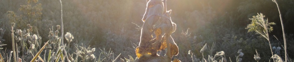 frosty fall morning