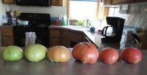 green tomatoes ripen green tomatoes ripen