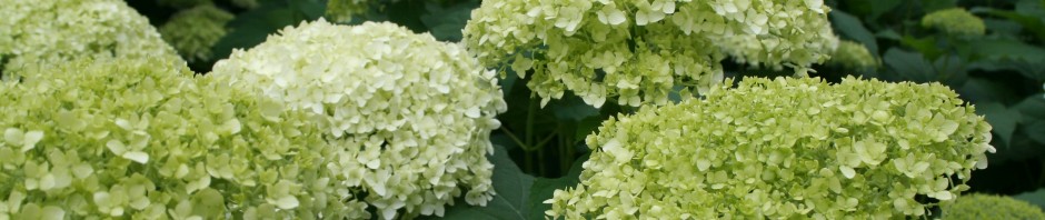 A sea of hydrangea blooms. The shot was taken at the Hudson Garden Tour -- a highlight of my summer.