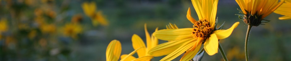 sunflowers in meadow