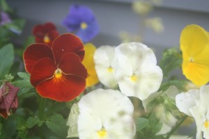 pansy
