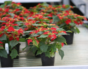 These small poinsettias would be attractive in the office.