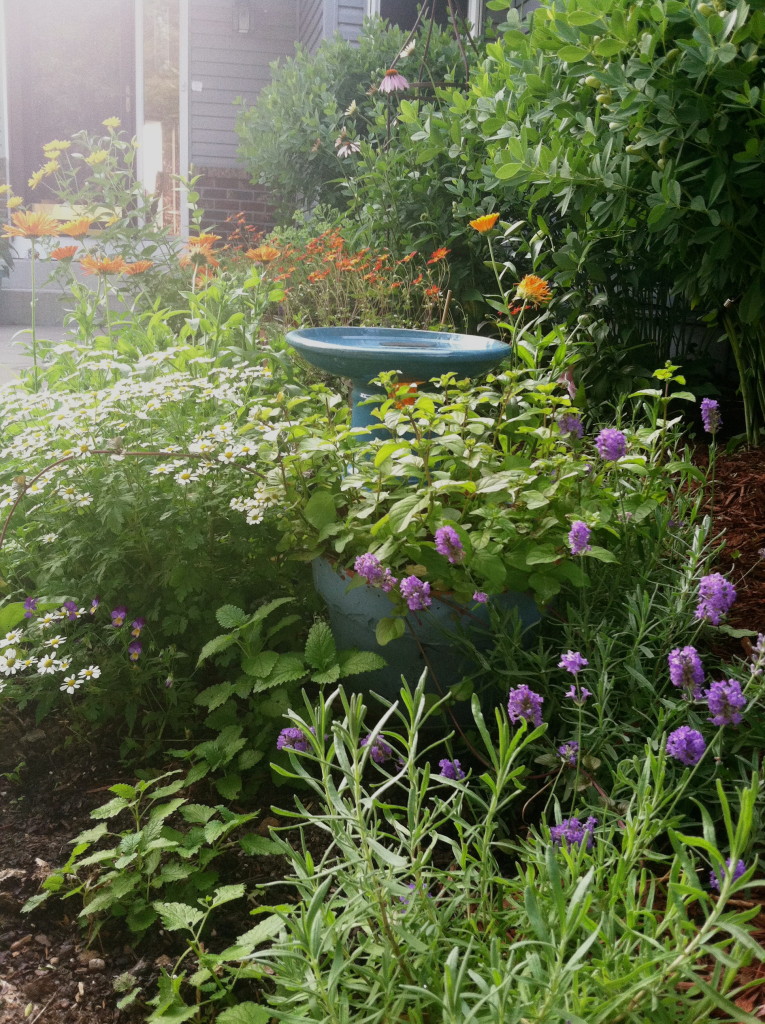 Herb garden near front door