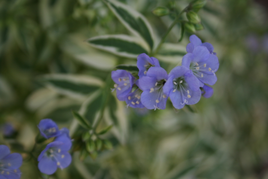 blue flower on plant