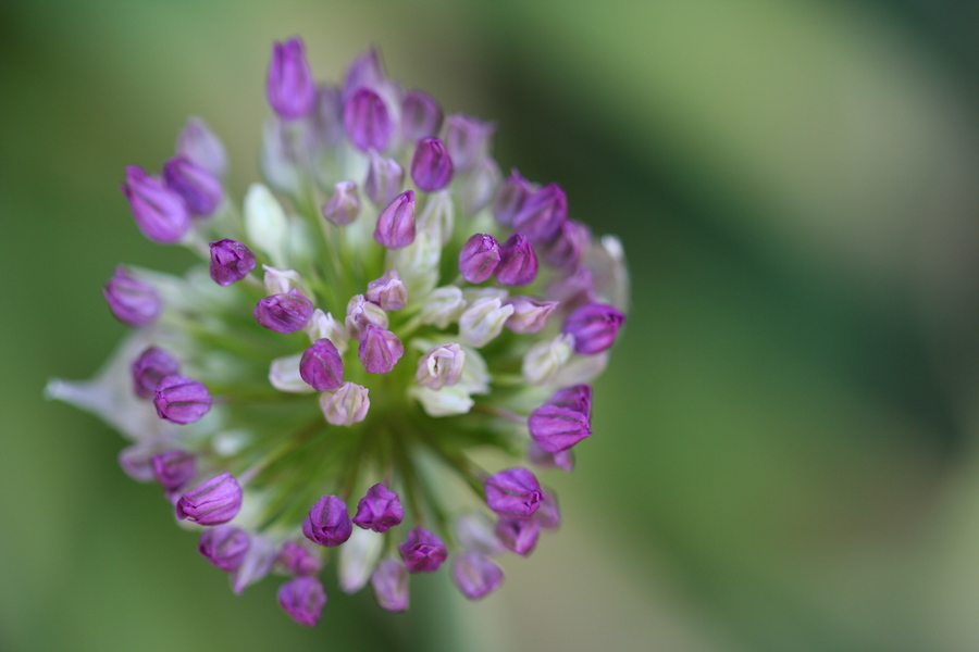 allium about to bloom