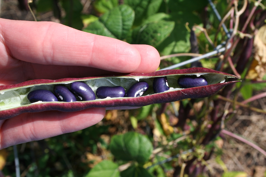 purple beans in shell