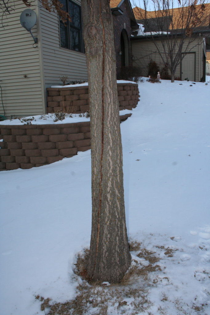 oak tree with large crack