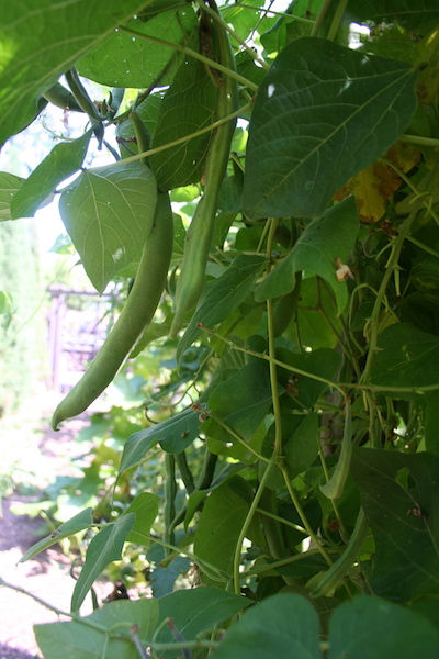 pole beans in garden