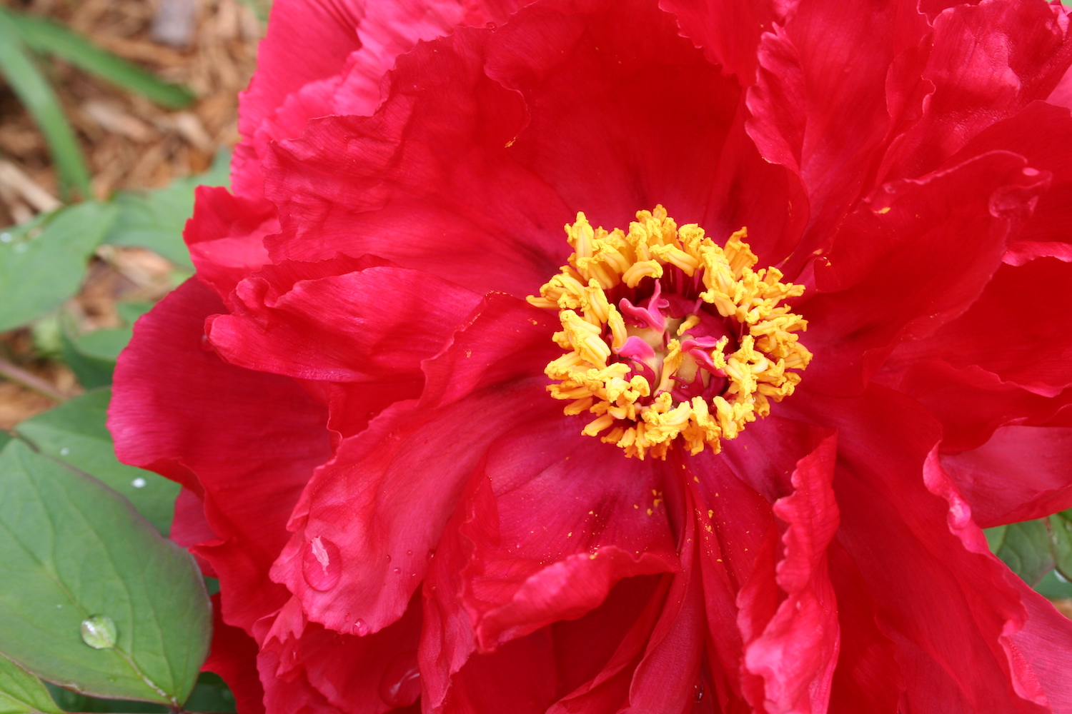 red peony flower with yellow center