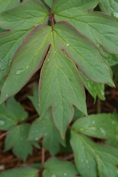 red-tipped foliage of tree peony
