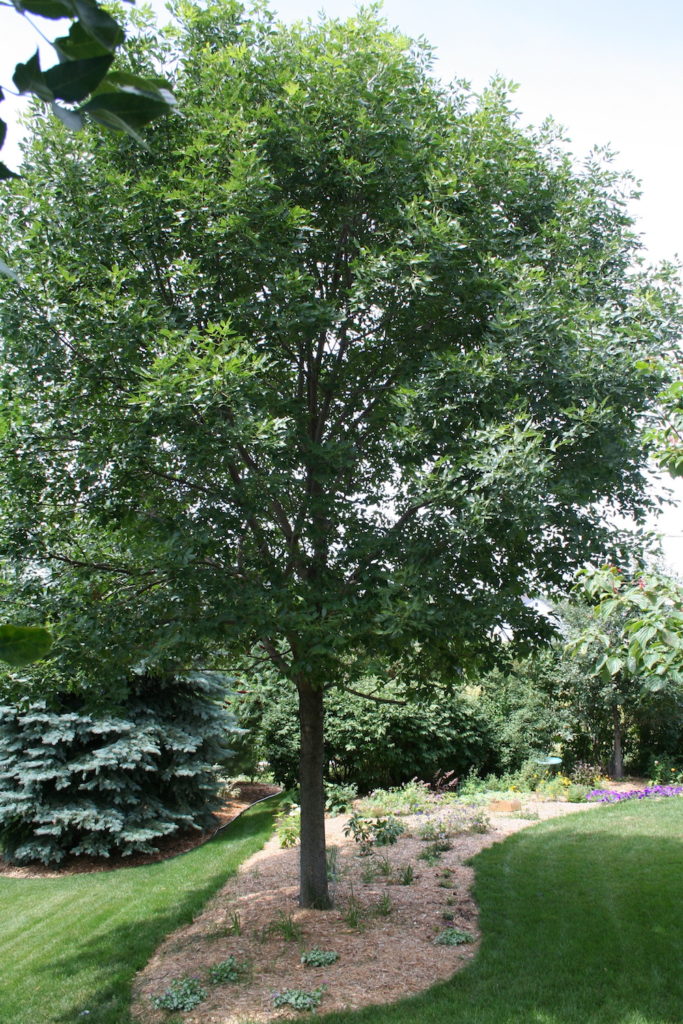 How to Identify an Ash Tree - My Northern Garden