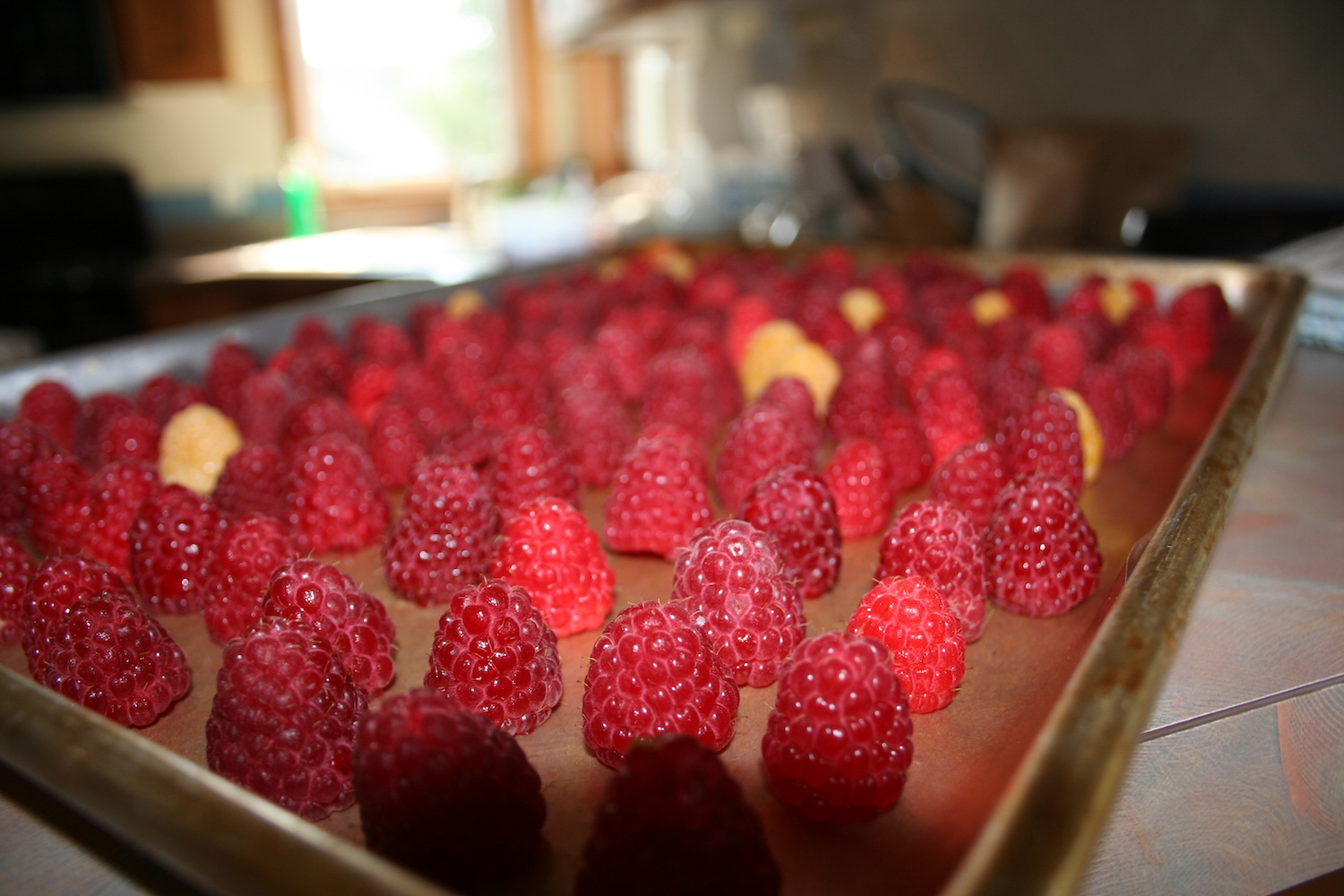Raspberries on tray for freezing