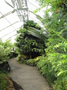 norfolk island pine