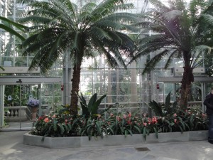 palms