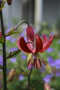 IMG_7501