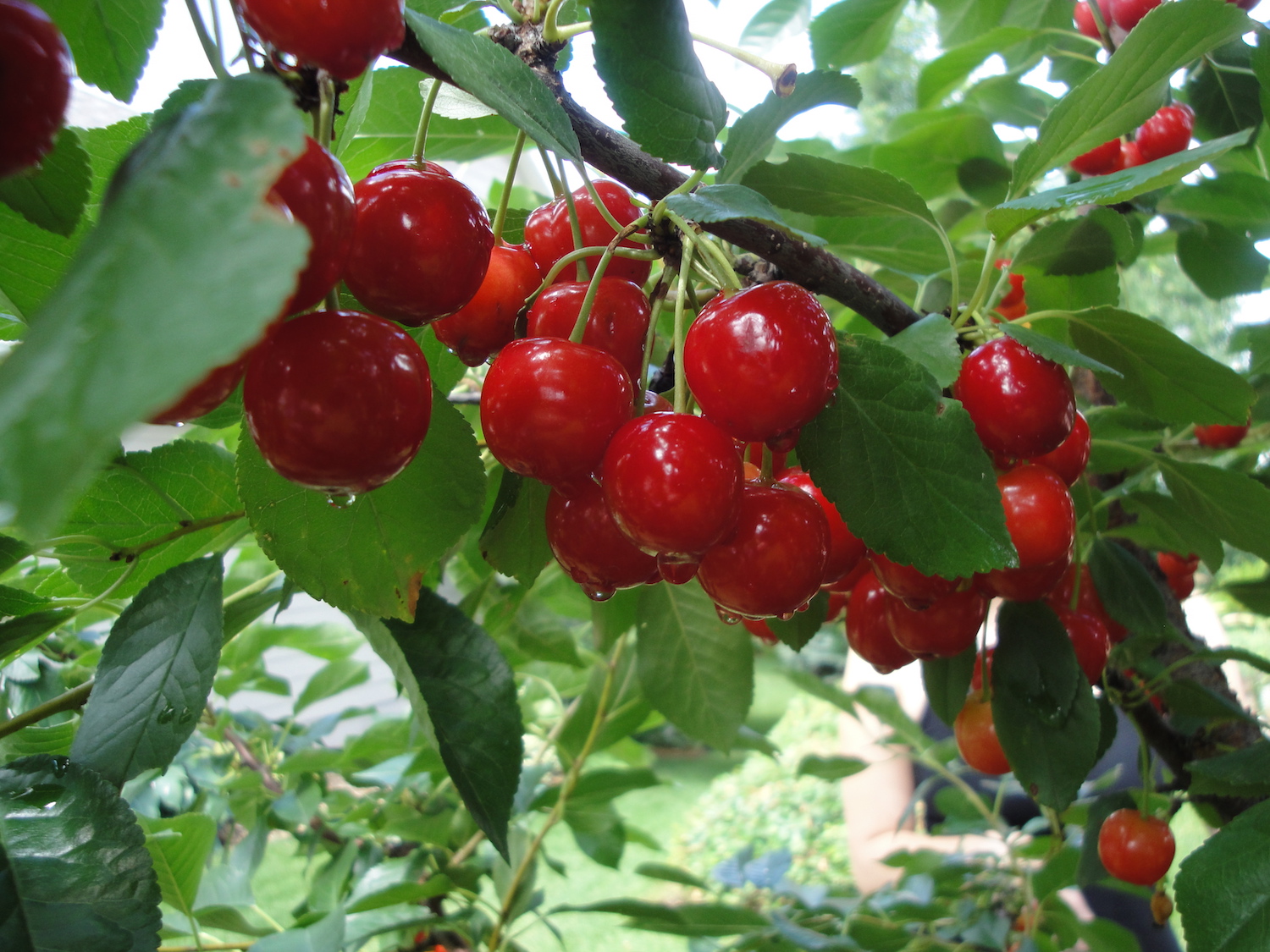 ripe cherries on tree