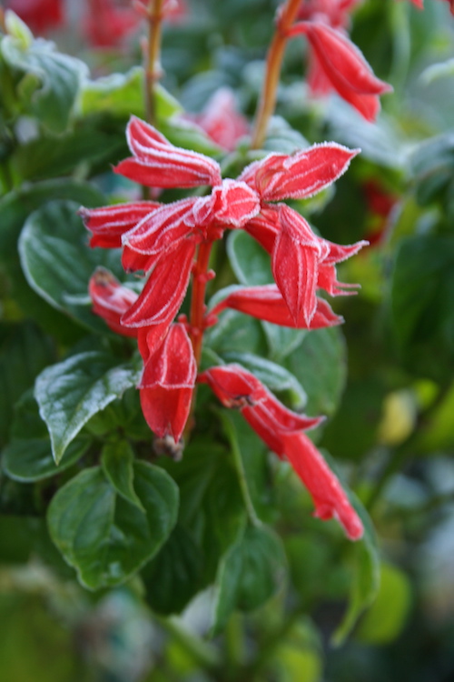 red salvia covered with frost