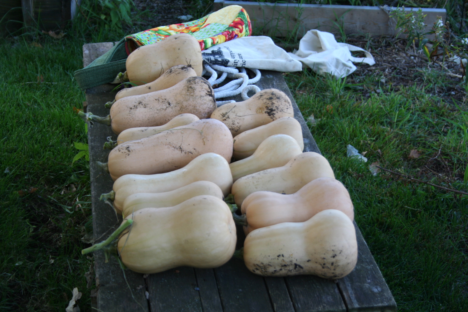 squash curing on bench