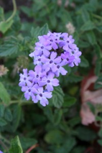 IMG_8657