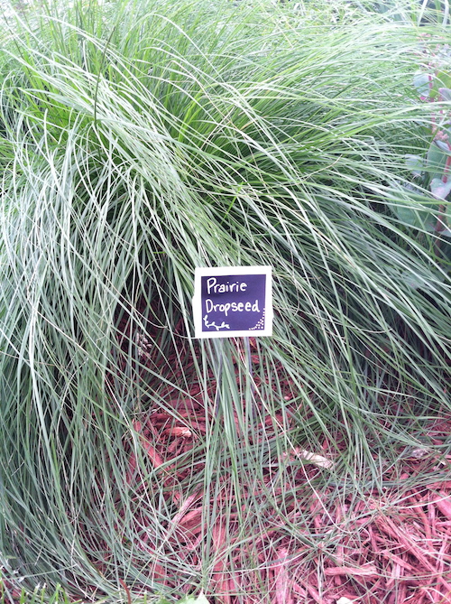 prairie dropseed plant and sign