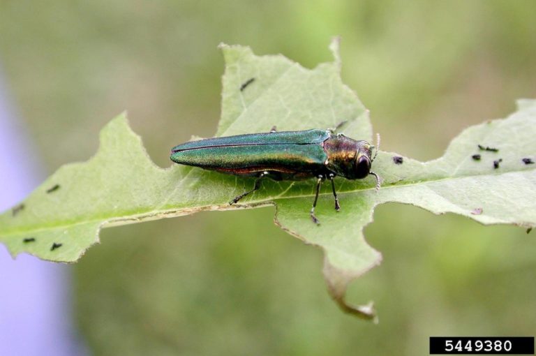 Emerald Ash Borer What to Look For My Northern Garden
