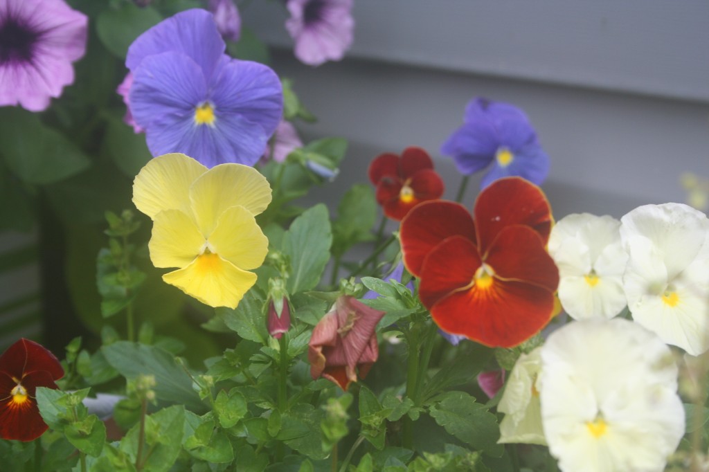 pansies in bloom