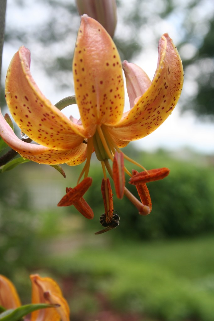 A Favorite Plant Martagon Lilies My Northern Garden