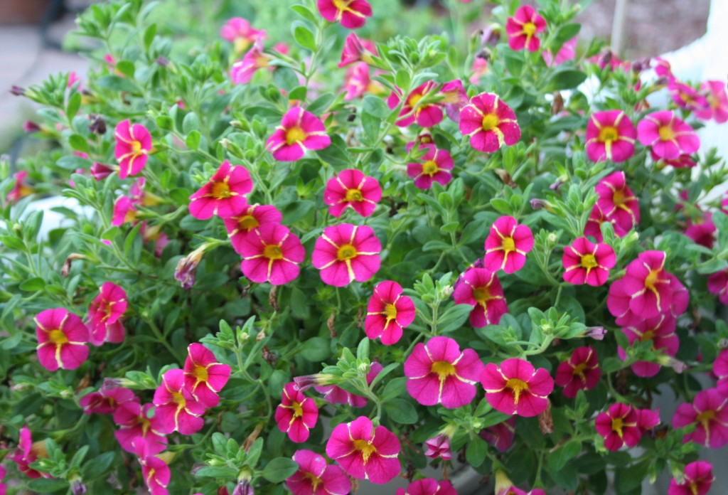 Superbells cherry star calibrachoa in bloom