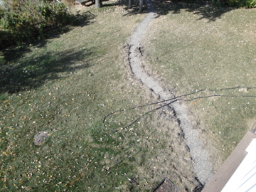 mole damage in yard