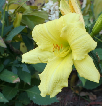 October bloom: going bananas daylily
