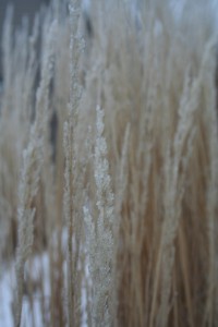 IMG_1170