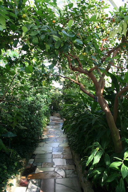 path in comoc conservatory