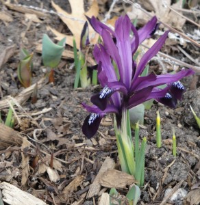 Iris reticulata