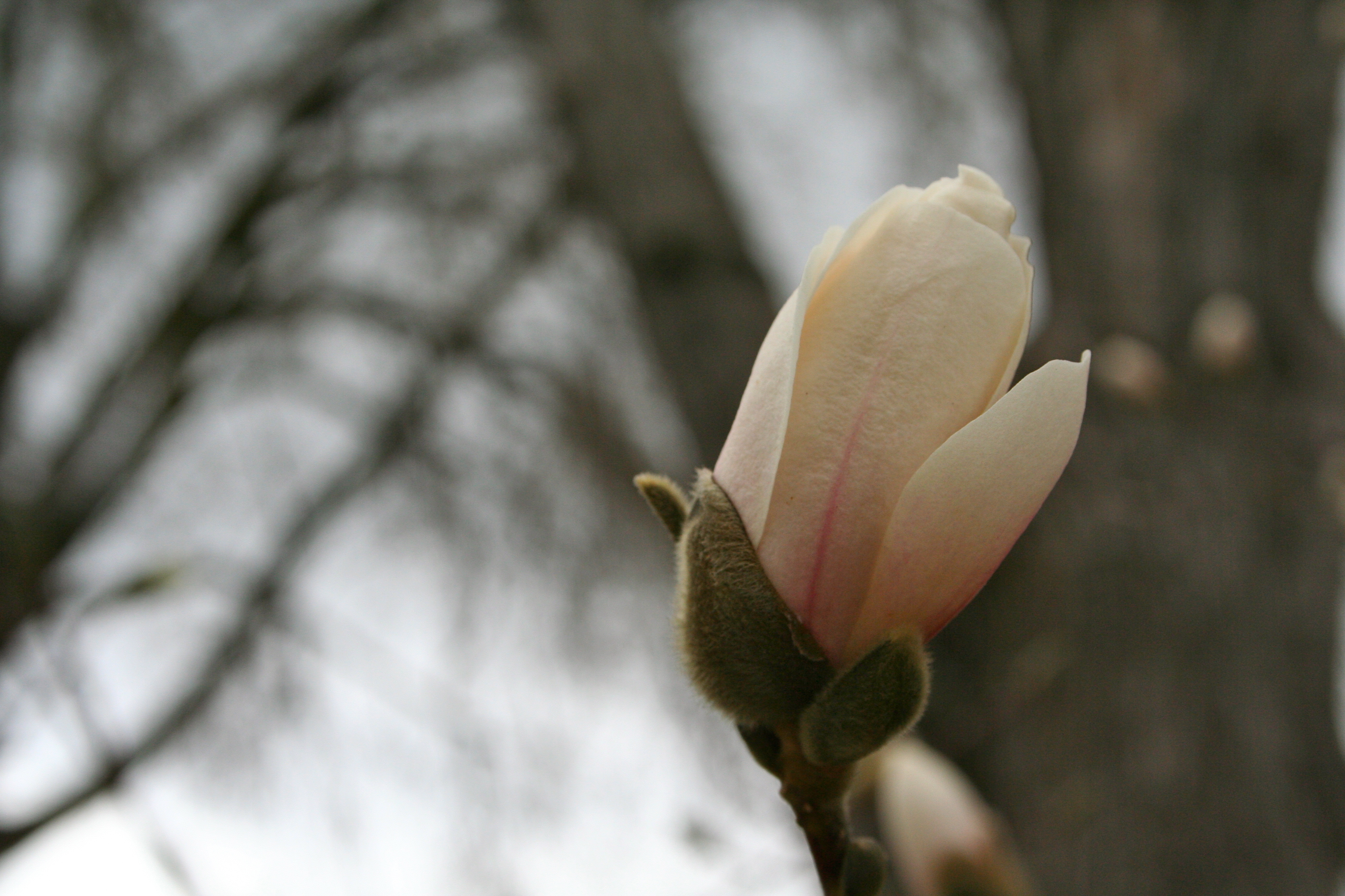 magnolia bloom in early spring