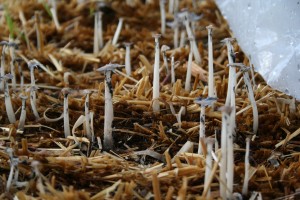 mushrooms growing in straw bales