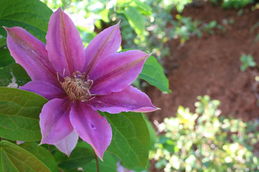 bee's jubilee clematis in flower