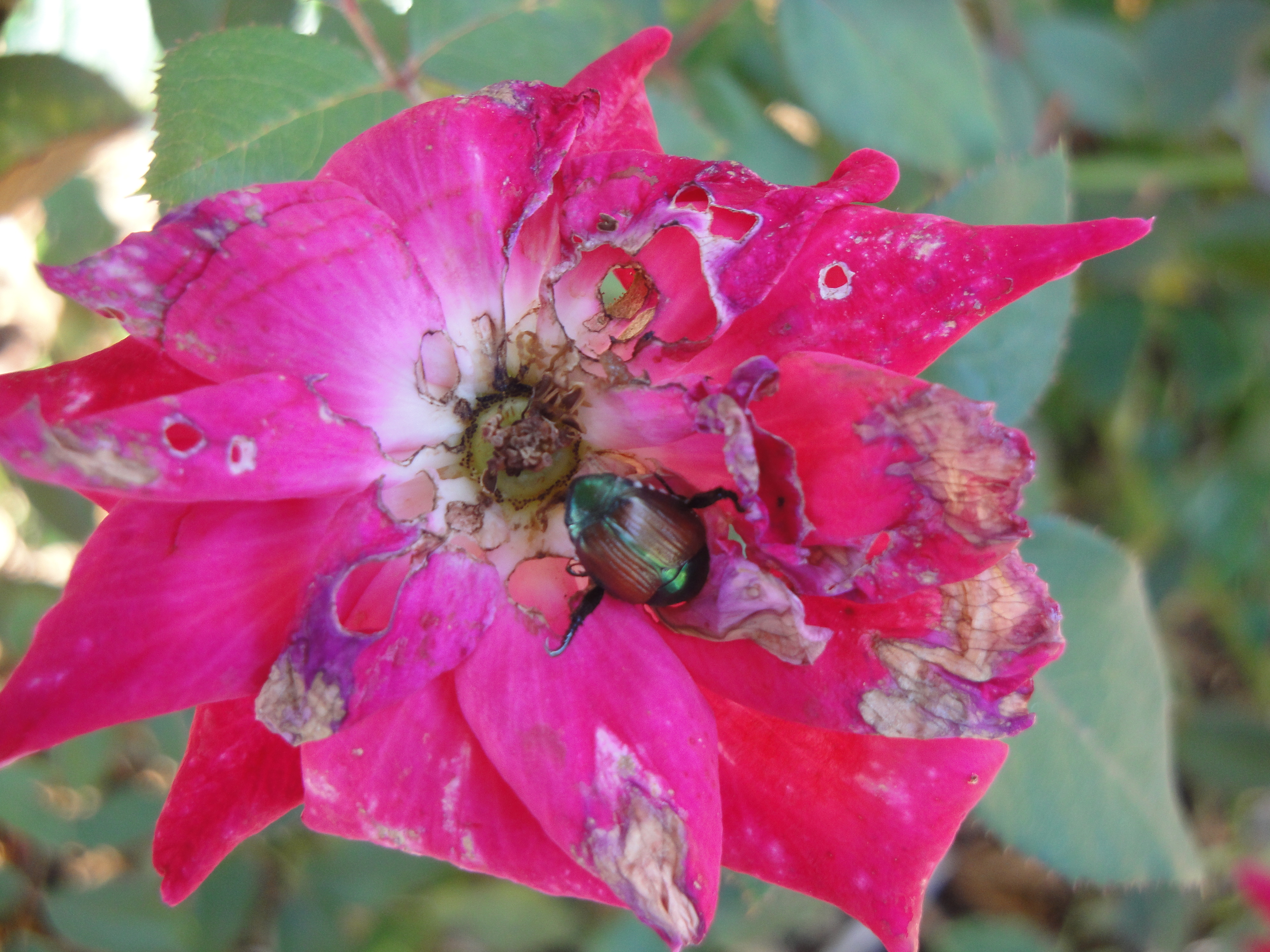 Japanese beetle on rose