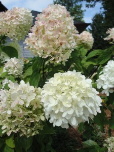 Limelight hydrangea bloom Limelight hydrangea bloom