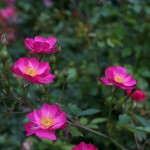 'Daydream' roses