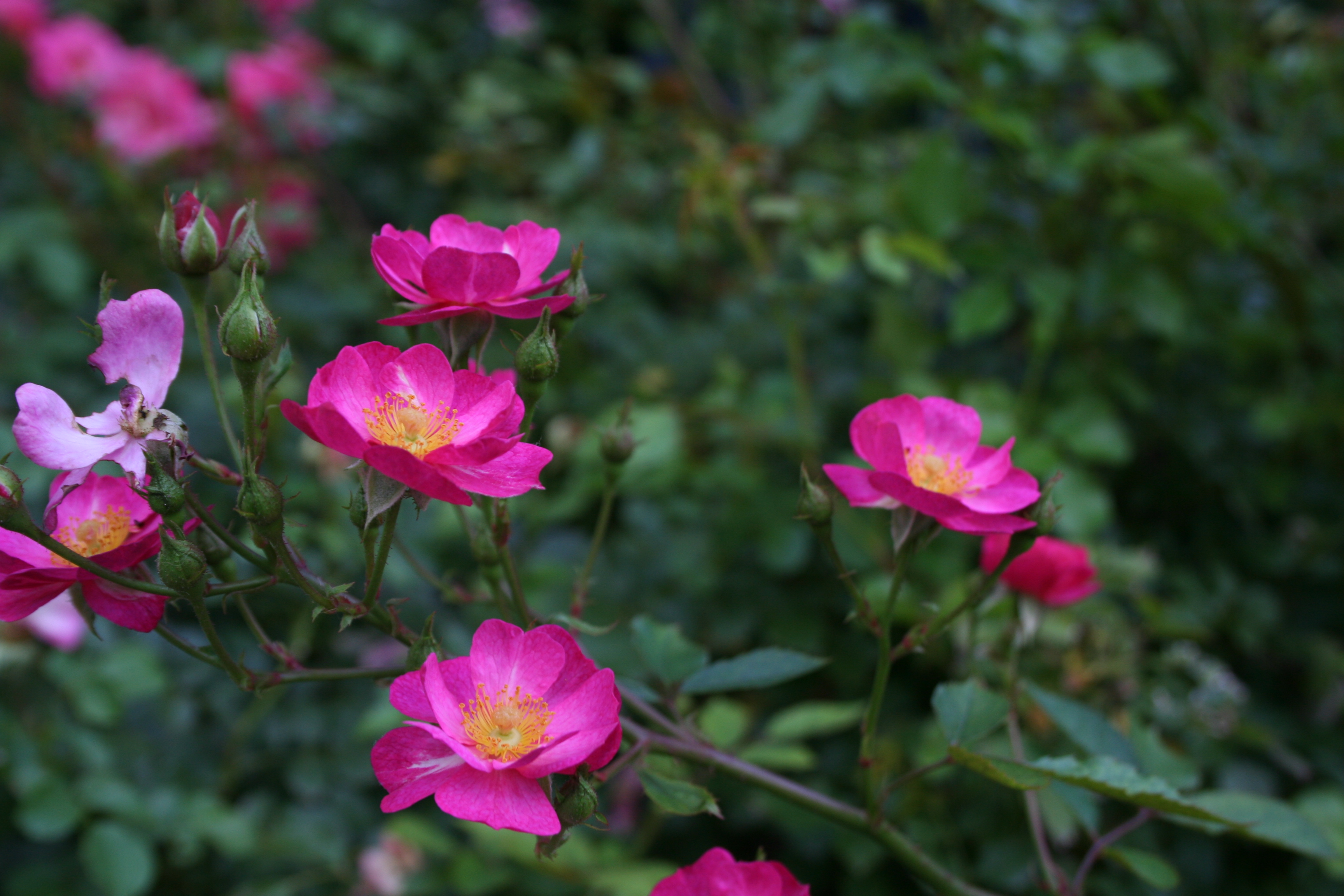'Daydream' roses in state fair garden