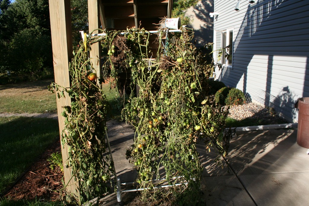Hanging Tomatoes to Extend the Garden Season My Northern Garden