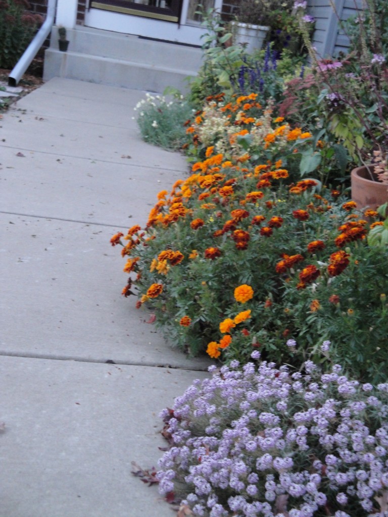 garden edges with plants on sidewalk