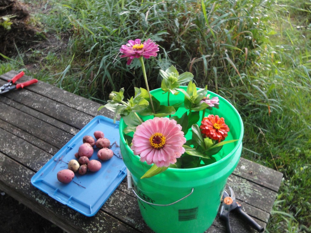 Eek! Mice in the StrawBale Garden My Northern Garden
